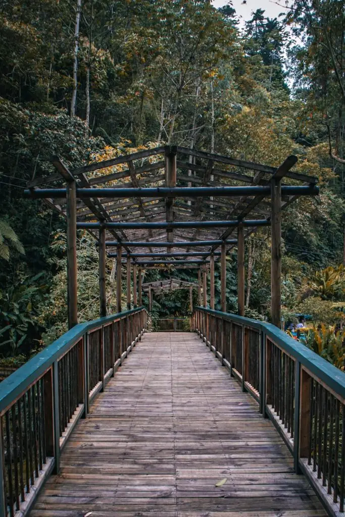 a wooden walkway in the middle of a forest